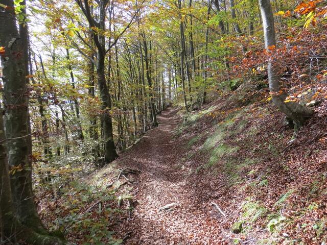 auch heute wandern wir über sehr schöne Waldwege