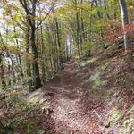 auch heute wandern wir über sehr schöne Waldwege