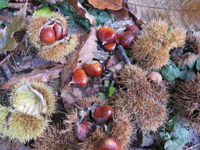 der Waldboden ist übersät von Edelkastanien