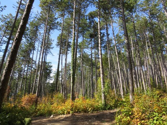 wir durchwandern einen schönen Lärchenwald...