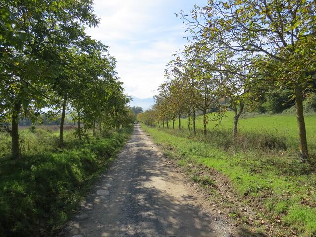 weiter geht unsere Wanderung. Links und rechts alles Nussbäume