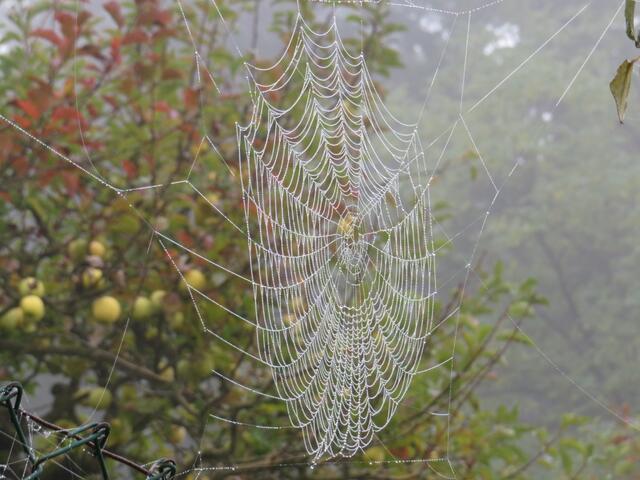 wegen den Spinnennetzen die man im Herbst gut erkennen kann, heisst diese Zeit Altweibersommer