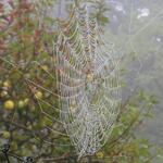 wegen den Spinnennetzen die man im Herbst gut erkennen kann, heisst diese Zeit Altweibersommer