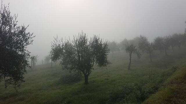 im Nebel tauchen die ersten Olivenbäume auf