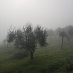 im Nebel tauchen die ersten Olivenbäume auf