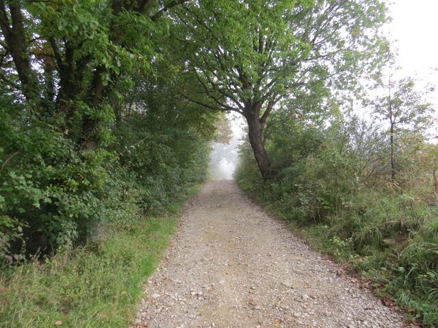 der Waldweg führt uns nun hinunter nach Tagliaferro