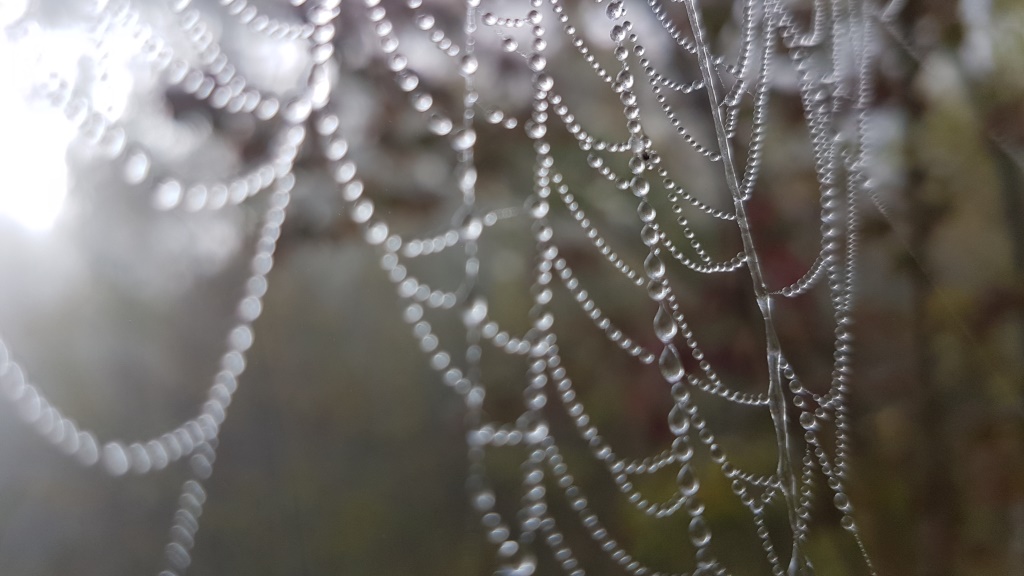 wie auf einer Perlenschnur sind die Wassertropfen aufgereiht