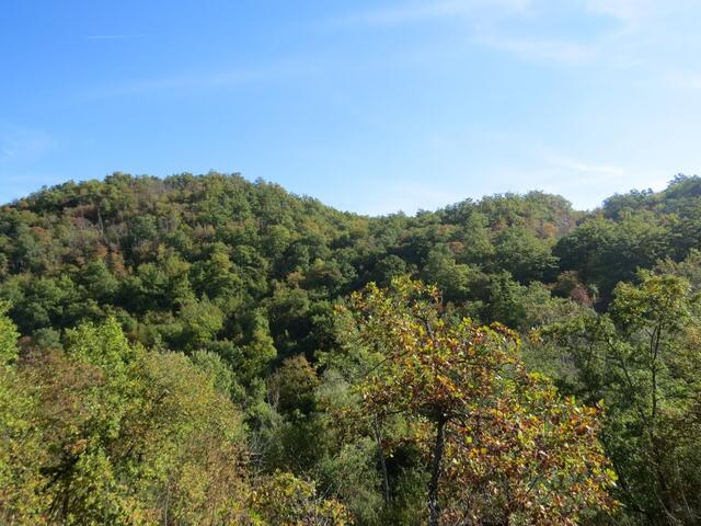 Wald so weit das Auge reicht