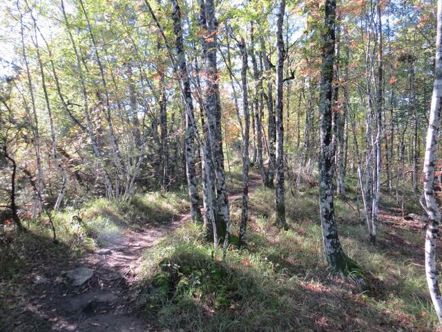 immer wieder tauchen wir im herbstlichen Wald hinein