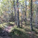 immer wieder tauchen wir im herbstlichen Wald hinein