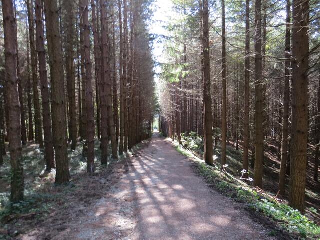 nach einer kleinen Pause wandern wir über den Kreuzweg und einen dichten Tannenwald abwärts