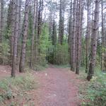 sofort tauchen wir wieder wie in den vergangenen Tagen, in einem dichten Wald hinein