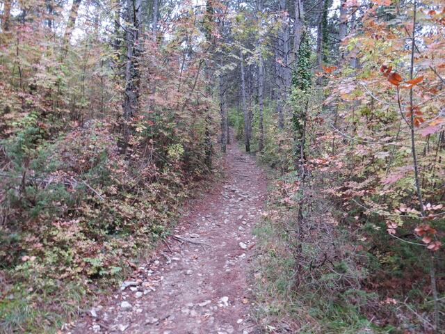 der Waldweg führt uns hinauf zum Poggio Pratone der höchste Punkt der heutigen Wanderung