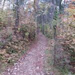 der Waldweg führt uns hinauf zum Poggio Pratone der höchste Punkt der heutigen Wanderung