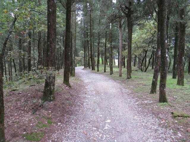 weiterhin durch einen dichten Wald, verlieren wir nun an Höhe