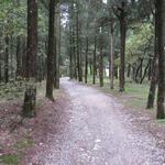 weiterhin durch einen dichten Wald, verlieren wir nun an Höhe