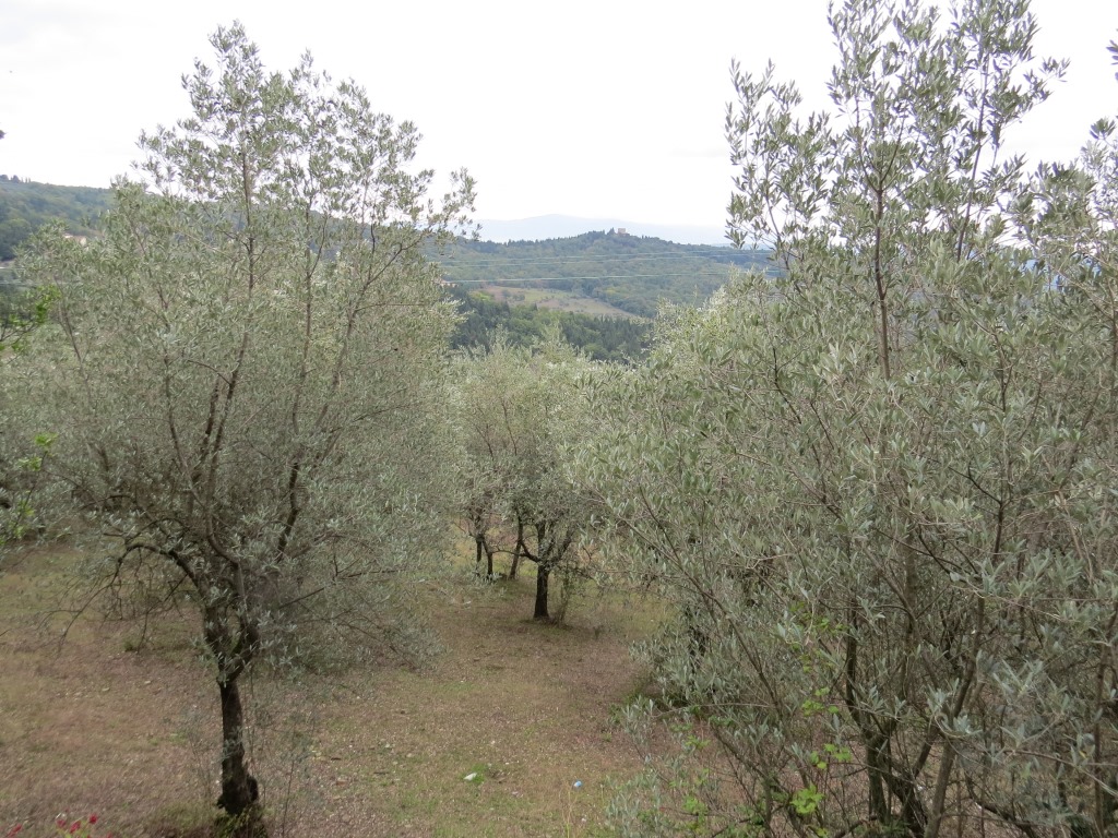 die ersten Olivenbäume tauchen auf