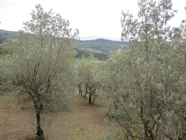 die ersten Olivenbäume tauchen auf