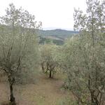 die ersten Olivenbäume tauchen auf