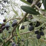 die Oliven sind bereit um geerntet zu werden