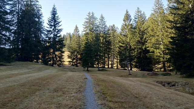 kurz vor dem Risipass durchwandern wir ein schöner Tannen- und Lärchenwald