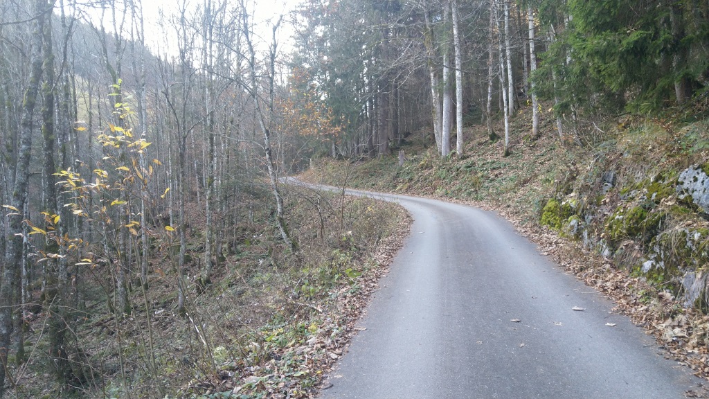 wir tauchen in den Wald hinein