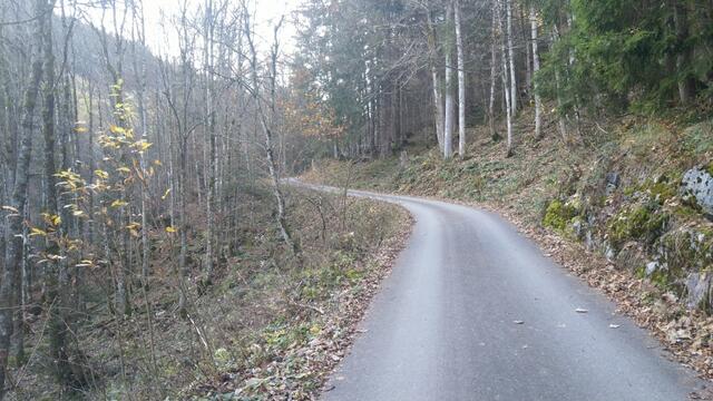 wir tauchen in den Wald hinein