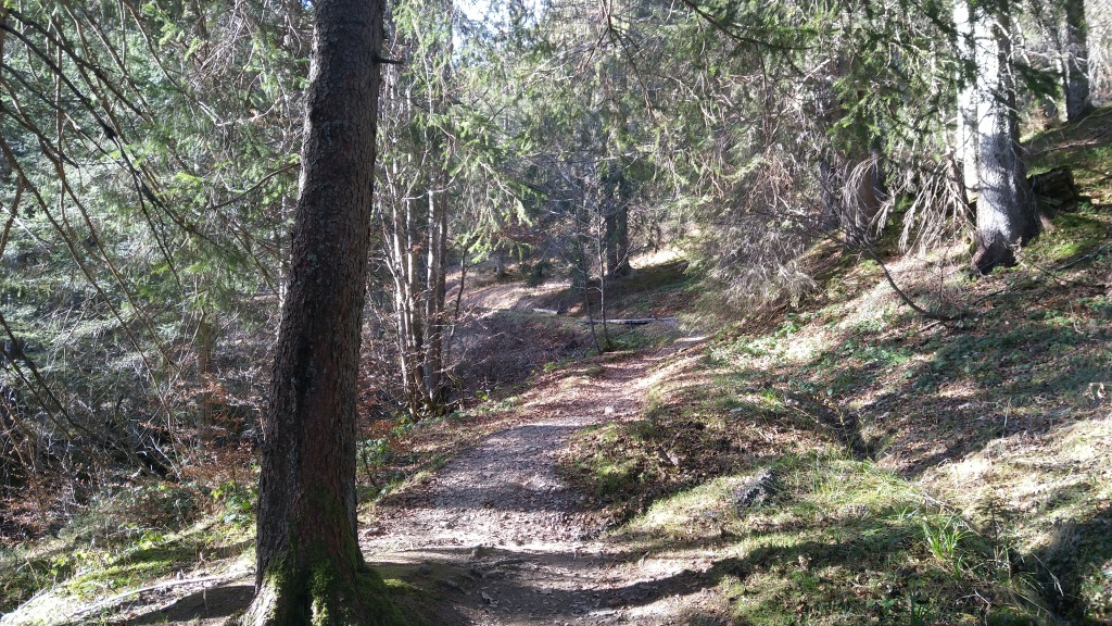 der Wanderweg führt uns nun durch den Schärswald