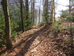 der Wanderweg führt uns weiterhin durch den Wald abwärts