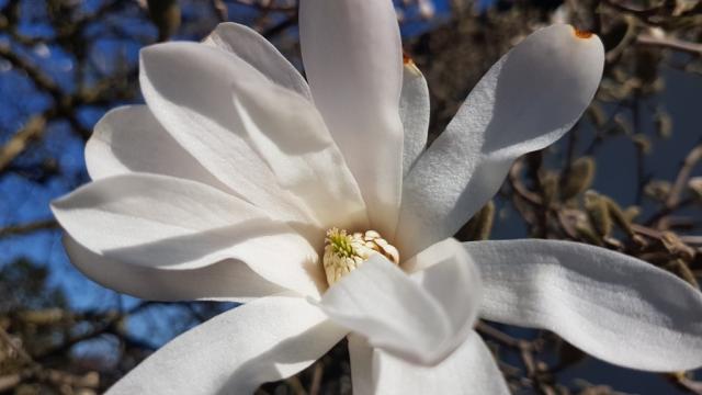 Sternmagnolien begleiten uns als wir Siebnen erreichen