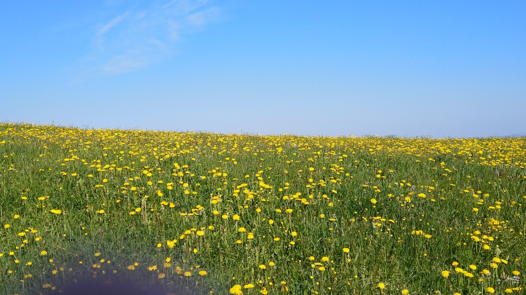 wir wandern über blühende Wiesen