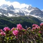 Wanderung Fäld - Mittlenberghütte - Binntalhütte - Fäld 29.6.2019