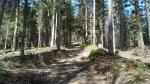 steil führt nun der Waldweg hinauf durch den Wald von Muetegg