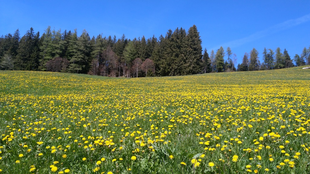 einfach schön der Frühling