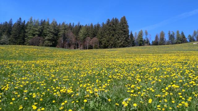 einfach schön der Frühling