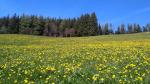 einfach schön der Frühling