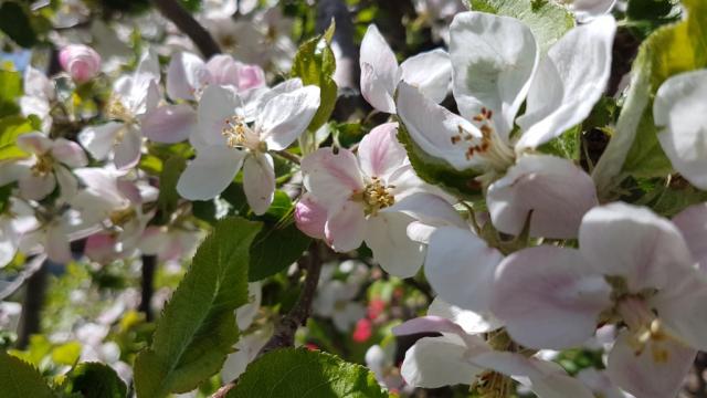 an Obstbäumen vorbei...
