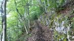 der Wanderweg führt uns nun in den Hinterbergwald