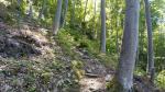 schweisstreibend führt der steile Waldweg hinauf zur Wolfsgrueben