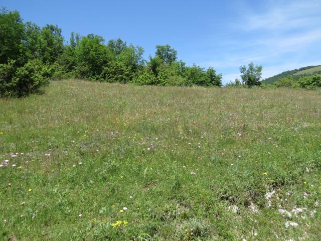 der Pilgerweg führt nun über blumenreiche Alpweiden