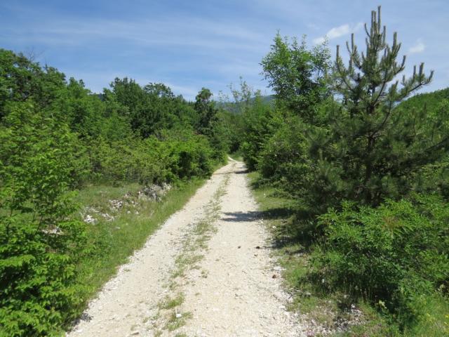 nun wandern wir fast eben durch eine sehr schöne Macchia