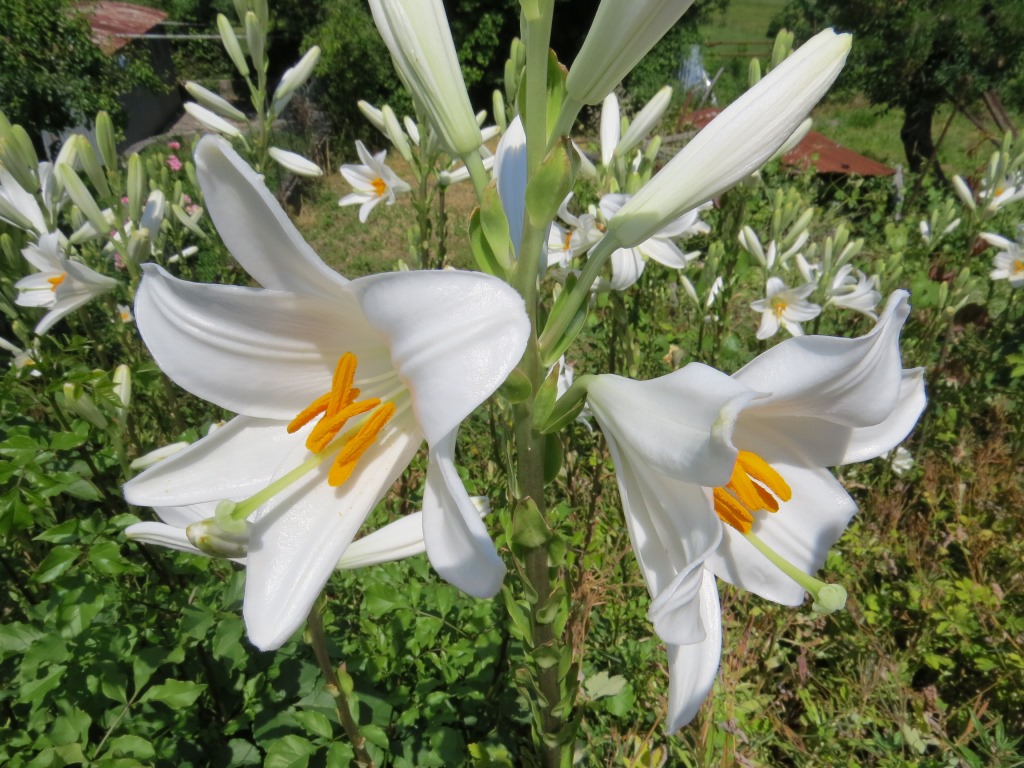 während dem wandern können wir die Madonnen-Lilie oder Weisse Lilie (Lilium candidum) bestaunen