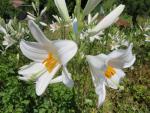 während dem wandern können wir die Madonnen-Lilie oder Weisse Lilie (Lilium candidum) bestaunen