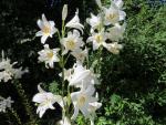 während dem wandern können wir die Madonnen-Lilie oder Weisse Lilie (Lilium candidum) bestaunen