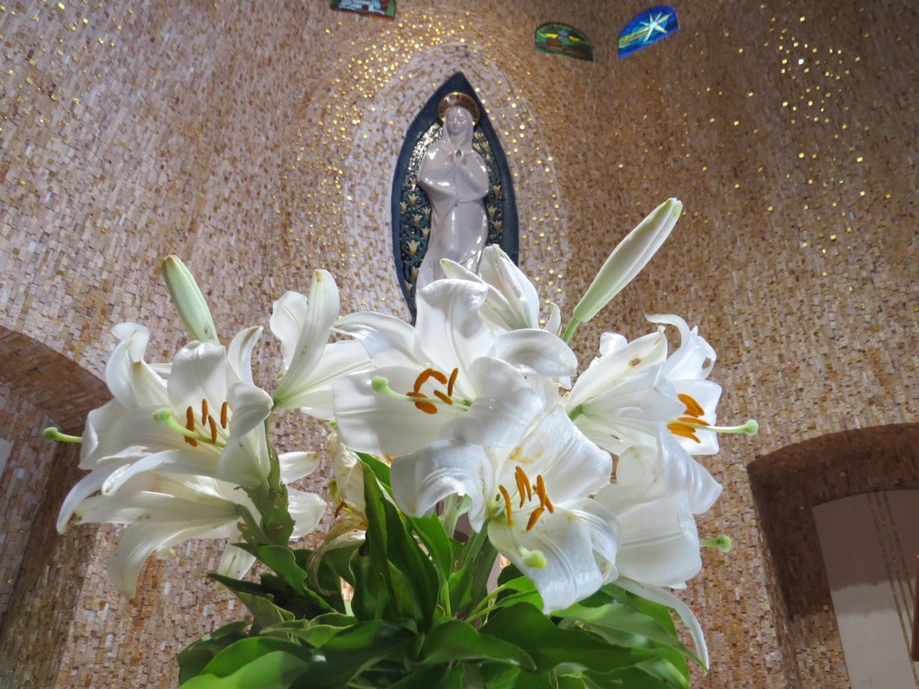 wie sollte es anders sein, in der Kirche entdecken wir die Madonnen-Lilie oder Weisse Lilie (Lilium candidum)