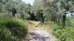 ...oder Olivenbäumen begleiten uns auf dem Weg zum Sacro Speco
