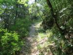 der schöne Wanderweg führt nun leicht aufwärts