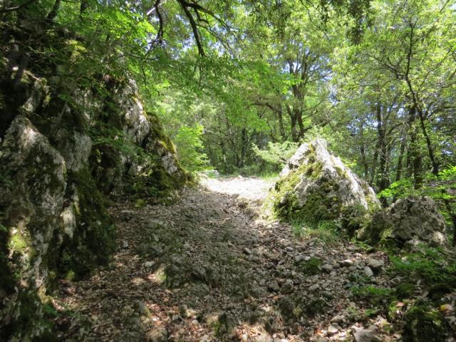 über einen steinigen Waldweg gewinnen wir laufend an Höhe