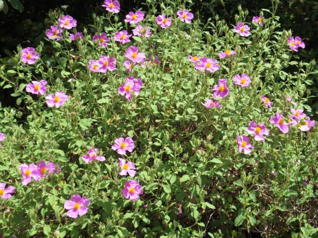 schöne Blumen am Wegesrand