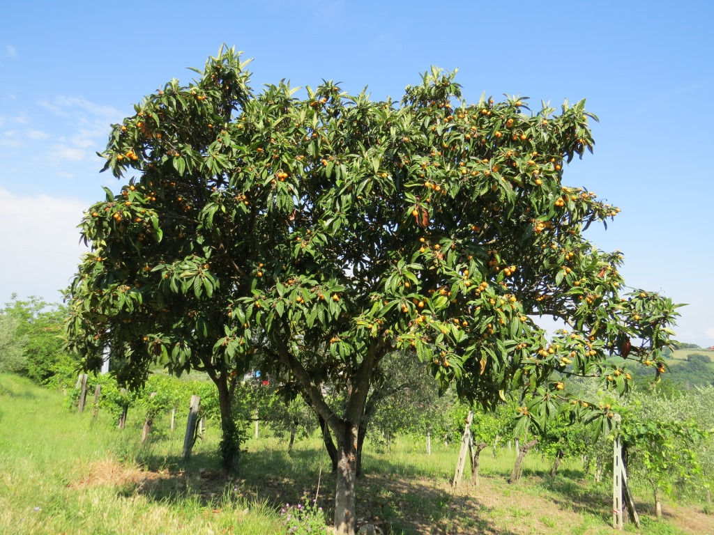 ein Japanischer Wollmispelbaum oder auch Loquats, in Italien Nespole genannt. Die Früchte sind essbar